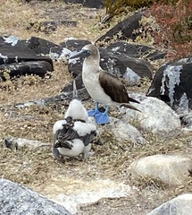 Sula nebouxii excisa