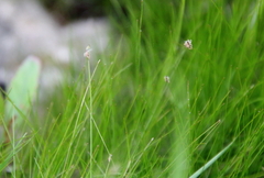 Eleocharis acicularis