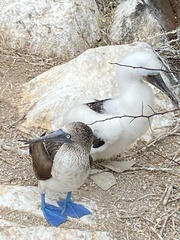 Sula nebouxii excisa