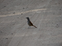 Cichladusa arquata