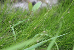 Eleocharis acicularis