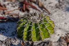 Discocactus pseudoinsignis