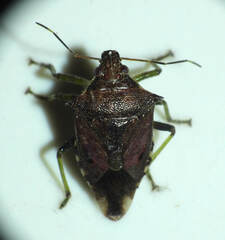 Podisus rostralis