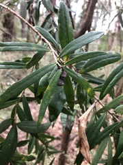 Pittosporum bicolor