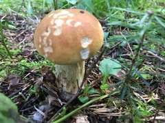 Boletus chippewaensis