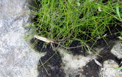 Tetragnatha laboriosa
