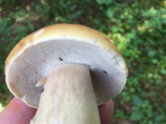 Boletus chippewaensis