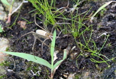 Tetragnatha laboriosa