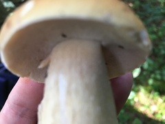 Boletus chippewaensis