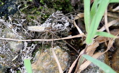 Tetragnatha laboriosa