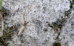 Tetragnatha laboriosa