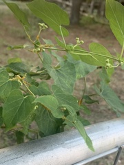 Asclepiadeae
