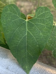 Asclepiadeae