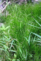 Eleocharis acicularis