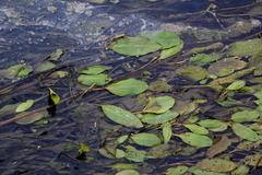 Potamogeton amplifolius