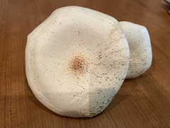 Agaricus californicus