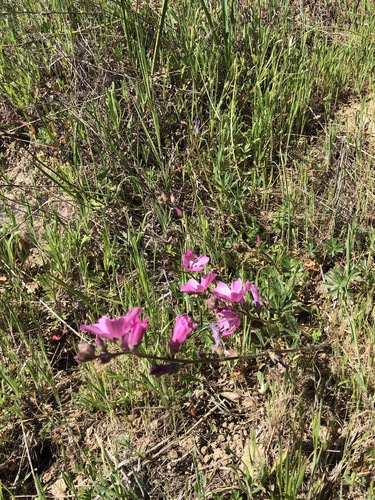 iNaturalist observation photo of checkerbloom