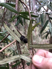 Pittosporum bicolor