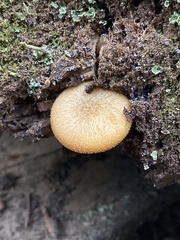 Tricholomopsis