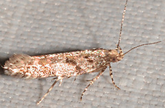 Aristotelia rubidella