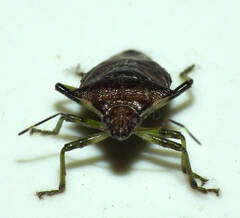 Podisus rostralis