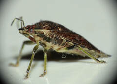 Podisus rostralis