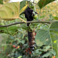 Sphingidae