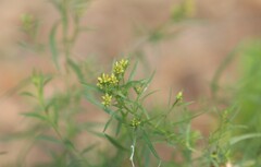 Euthamia occidentalis