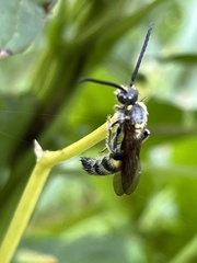 Campsomerinae