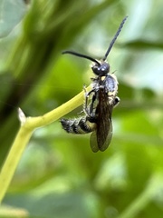Campsomerinae