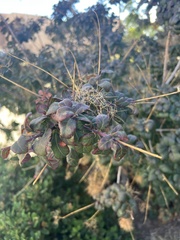 Eriogonum corymbosum
