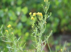 Euthamia occidentalis