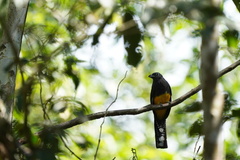 Trogon viridis