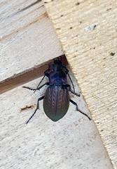 Carabus granulatus