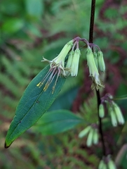 Nabalus serpentarius