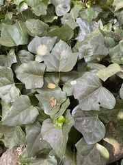 Hedera helix