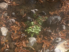 Nasturtium officinale