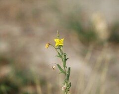 Oenothera elata