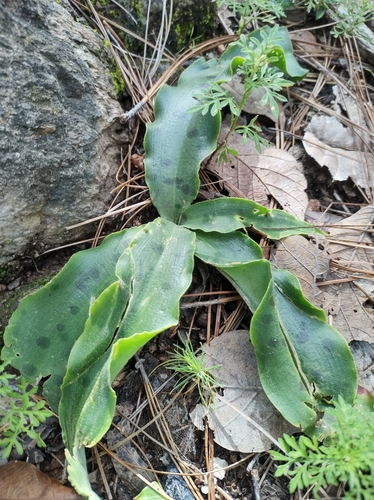 Agave stictata