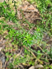 Olearia ramulosa