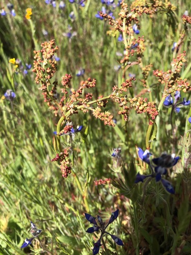 iNaturalist observation photo of Sheep's sorrel