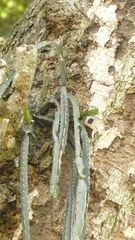 Lepismium cruciforme