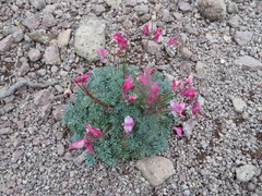 Dicentra peregrina