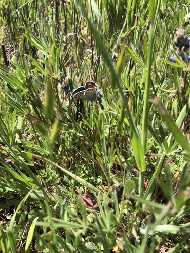 iNaturalist observation photo of Acmon Blue