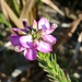 Polygala ericaefolia - Photo (c) Adriaan Grobler,  זכויות יוצרים חלקיות (CC BY-NC), הועלה על ידי Adriaan Grobler