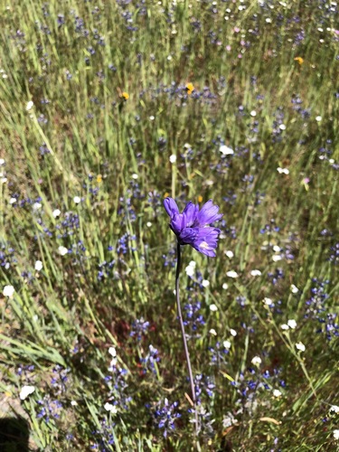 iNaturalist observation photo of blue dicks