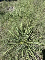 Yucca arkansana