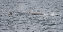 Berardius bairdii