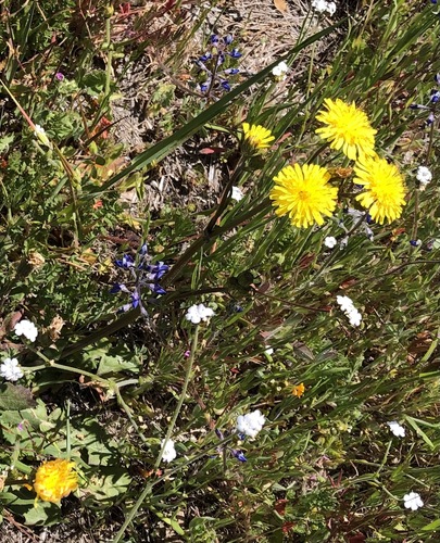 iNaturalist observation photo of hawksbeards