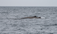 Berardius bairdii
